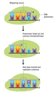 DNA polymerase proofreading mechanism