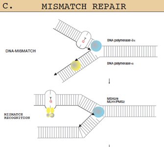 Mismatch repair recognition by MSH proteins