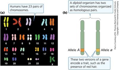 Human chromosomes and homologous pairs