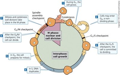 Diagram of the cell cycle