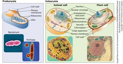 Comparison of prokaryotic and eukaryotic cell structure