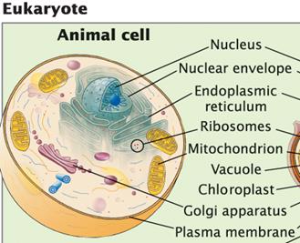 Eukaryotic animal cell structure