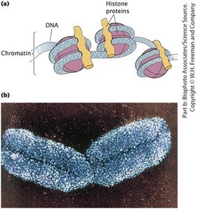 Chromatin structure with histone proteins