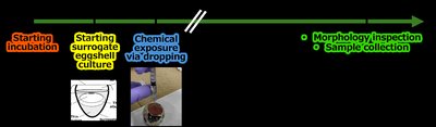 Timeline of avian in ovo assay: incubation, surrogate shell culture, chemical exposure, and sample collection