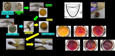 Surrogate eggshell culture system: preparation and transfer of embryo