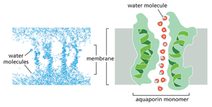 Aquaporin structure and water transport