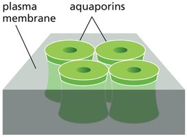 Aquaporins in plasma membrane