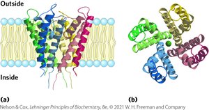 K+ ion channel structure and selectivity