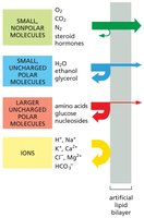 Permeability of artificial lipid bilayer to different molecules