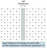 Exact balance of charges across membrane