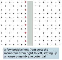 Charge imbalance creates membrane potential