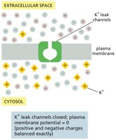 K+ leak channels closed