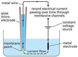 Patch-clamp electrical recording