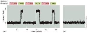 Ion channel open/closed states