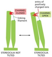 Mechanically-gated channel in stereocilia