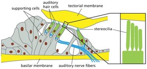 Auditory hair cell structure
