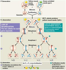 Mendelian inheritance laws diagram
