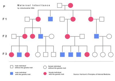 Maternal inheritance pedigree