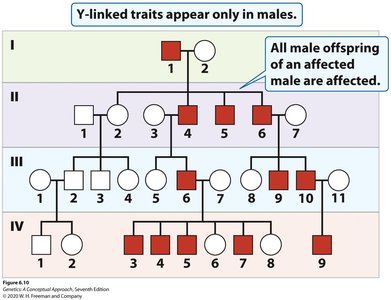 Y-linked inheritance pedigree