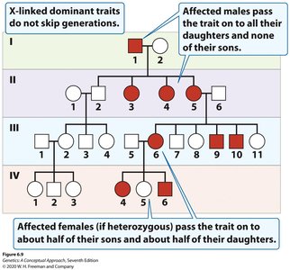 X-linked dominant inheritance pedigree