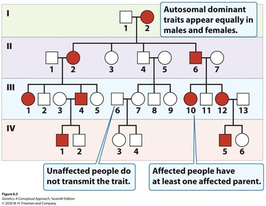 Autosomal dominant inheritance pedigree