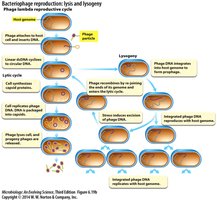 Diagram of lytic and lysogenic cycles