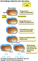 The gut bacteriophage community