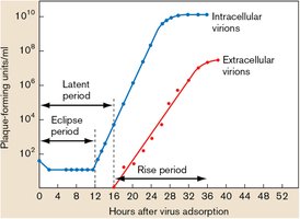 Plaque-forming units over time in batch culture