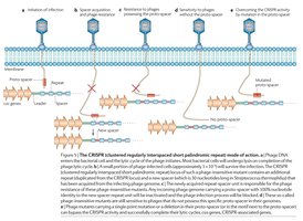 CRISPR-Cas mechanism overview