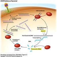 CRISPR defense of bacterial cell