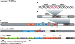 Anatomy of a CRISPR locus