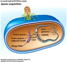Spacer acquisition in CRISPR