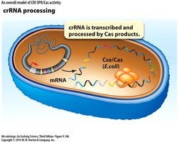 crRNA processing in CRISPR