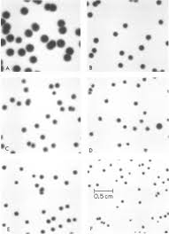 Plaque assay showing bacteriophage infection