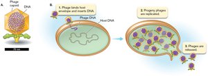 Phage infection and replication cycle