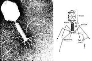 Diagram and electron micrograph of a tailed bacteriophage