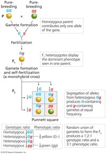 Punnett square for monohybrid cross