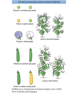 Table of Mendel's monohybrid cross results