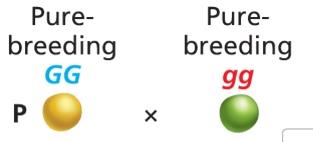 Punnett square showing allele segregation