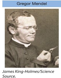 Gregor Mendel portrait