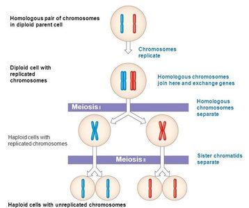 Meiosis and allele segregation diagram