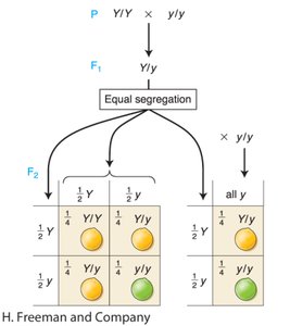 Punnett square for self-cross and test-cross