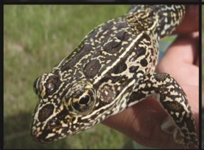 Mottled frog phenotype