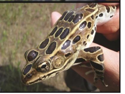 Leopard frog phenotype