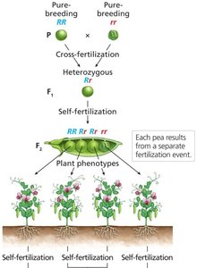 F2 self-cross results
