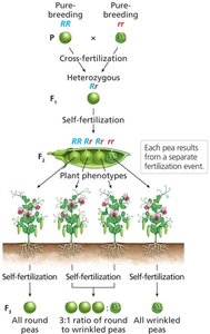 F2 self-cross results