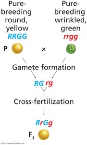 Dihybrid cross gamete formation