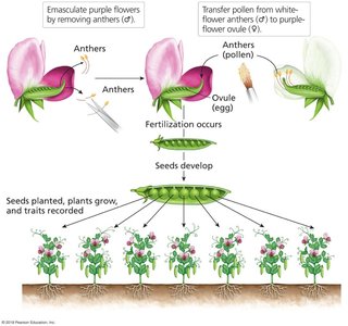 Cross-fertilization in pea plants
