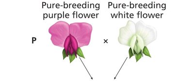 Pure-breeding purple and white flower cross