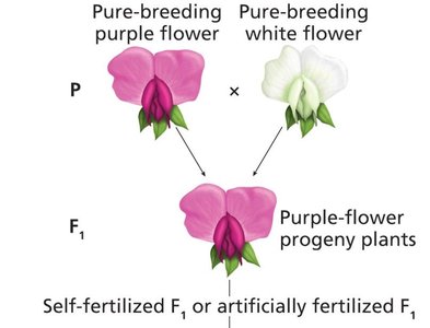 F1 generation from purple and white cross